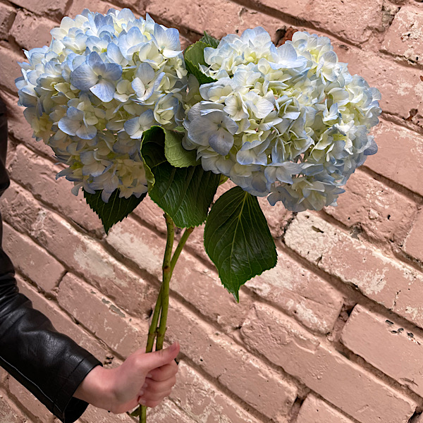 Голубые гортензии