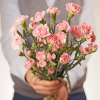 Гвоздика кустовая