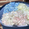 Букет из гортензий "Звездная колыбель"