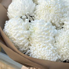 Букет из белых одноголовых хризантем "Белое облачко"