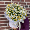 Композиция из матрикарии " For Loves one"